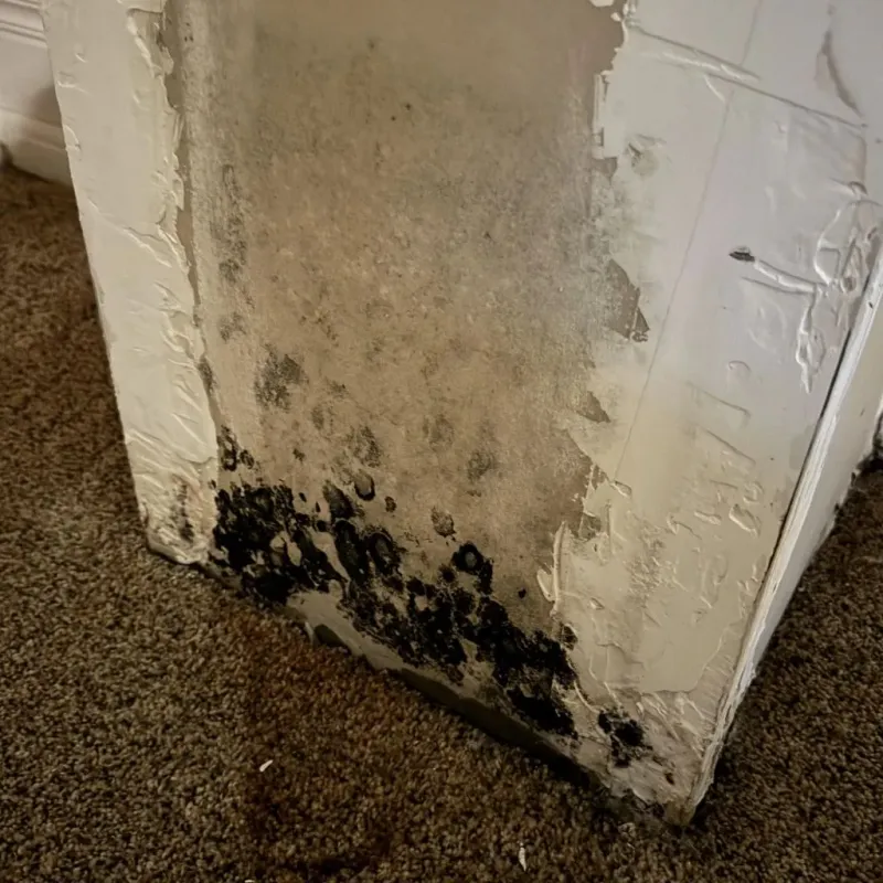 Professional Mold Removal in West Fargo, ND